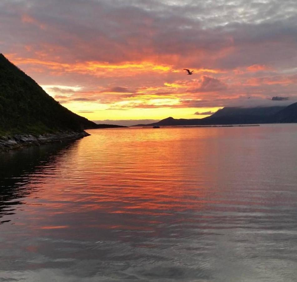 الشقق الفندقية Stonglandseidetفي  Senja Living المظهر الخارجي الصورة